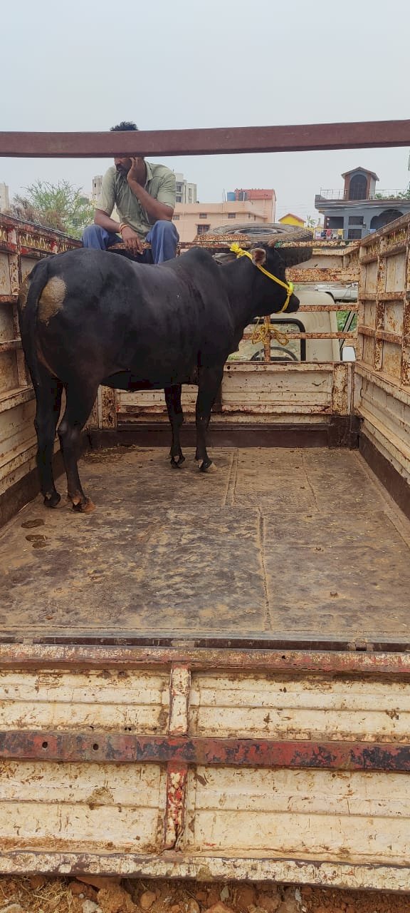 CG - गौ तस्करी ब्रेकिंग : बजरंगदल ने क्रूरता पूर्वक गाय चोरी करते 2 गौ तस्करों को पकड़ा, एक अंतरराज्यीय मुख्य तस्कर लक्की फरार, पुलिस के हाथ अब भी खाली...