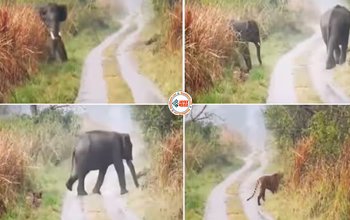 Elephant Viral News: हाथी के गुस्से के सामने बाघ भी बन गया भीगी बिल्ली, अपना रास्ता बदल दुम दबाकर भागा, देखे विडियो...