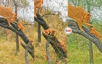 Wild Animal Viral News : नन्हें शेरों को मिल रही पेड़ पर चढ़ने की ट्रेनिंग, विडियो में दिखा गजब का दृश्य...
