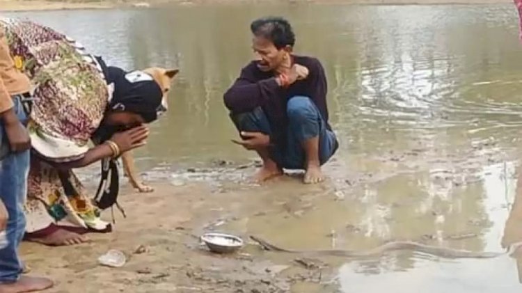 CG - प्रशासनिक सख्ती से टूटा अंधविश्वास का जाल, तालाब में 16 दिन से घूम रहे नाग-नागिन को वन विभाग की टीम ने ऐसे किया रेस्क्यू, जंगल में छोड़ा....