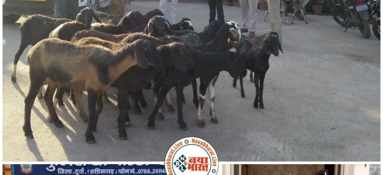 CG Bakra Chor : भेड़-बकरा चोरों के 2 गिरोह पर कार्यवाही,लग्जरी गाड़ी से करते थे तस्करी,चोरी कर मानते थे पार्टी...सरगना सहित 5 गिरफ्तार....