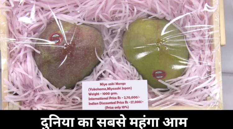 Chhattisgarh News : गजब का आम...आम है या सोना, 2.5 लाख रुपये किलो बिकता है ये खास आम...325 किस्मों के बीच बन रहा आकर्षण का केंद्र…