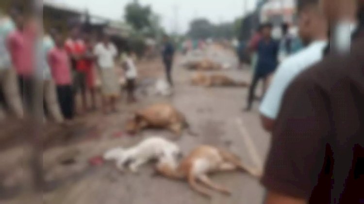 CG - गौवंश को अज्ञात वाहन ने कुचला : डेढ़ दर्जन गौवंश को अज्ञात वाहन ने रौंदा, आधे किमी तक खून से सनी सड़क, वाहन चालक फरार....