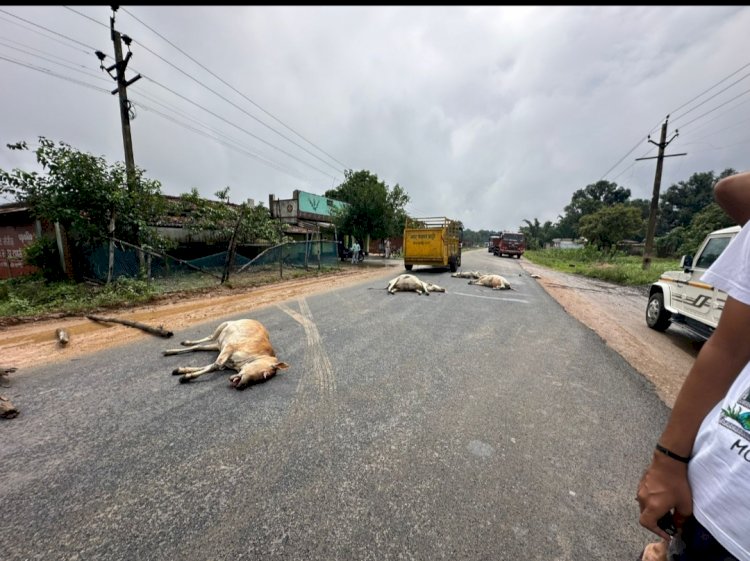 क्या यमराज बनकर SECL भटगांव क्षेत्र के रोड पर दौड़ रहे है कोल ट्रांसपोर्ट की बेलगाम गाड़ियां... आखिर किसका मिल रहा संरक्षण ...जिम्मेदार कौन..?