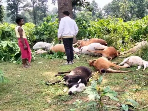 CG - वज्रपात ने मचाई तबाही : आकाशीय बिजली की चपेट में आने से 20 पशुओं की मौत, इलाके में मचा हड़कंप.....