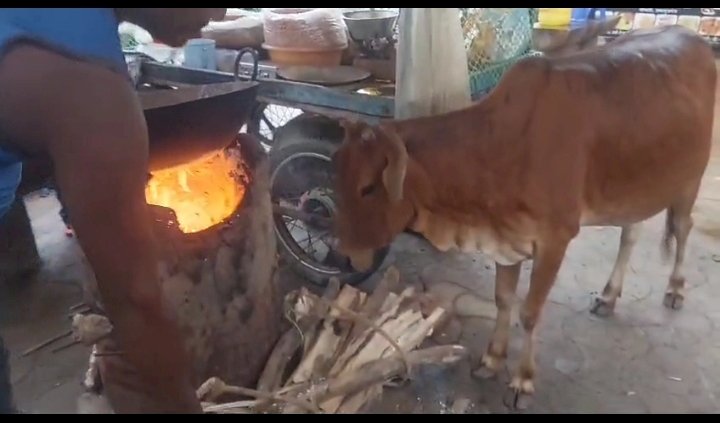 CG - ये गाय खाती है जलते हुए अंगारे, लोग भगवान का आशीर्वाद मान कर रहें पूजा-पाठ, चमत्कार या कुछ और, जाने पूरा माजरा.....