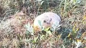 CG - खेत में मिला नरकंकाल,इलाके में फैली सनसनी, कंकाल के पास से मिला ये सामान, शिनाख्ती में जुटी पुलिस.....